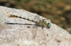 J14_1310 Onychogomphus forcipatus